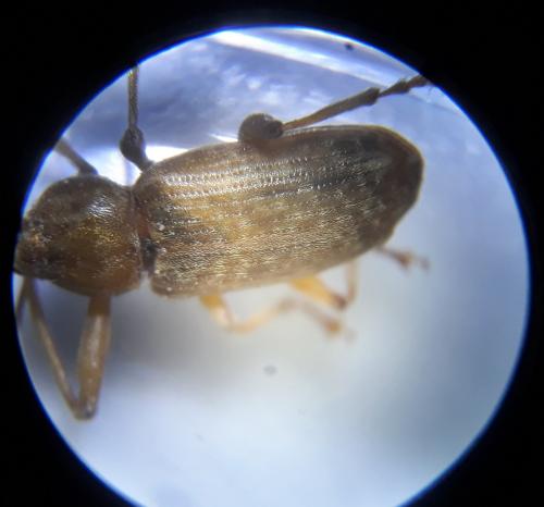 Réf. 227 570 : Dorytomus longimanus